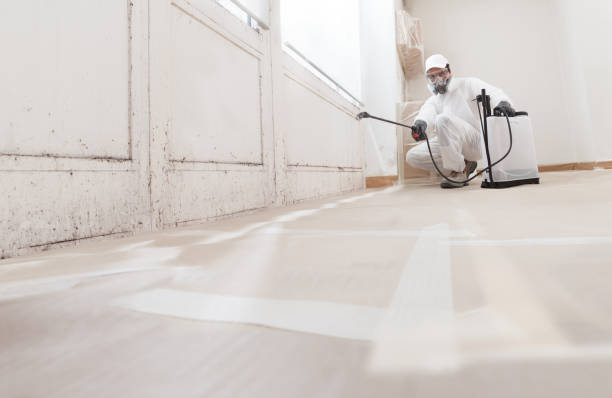 Black mold remediation team in Clear Spring
